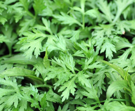 野草の王様ヨモギ